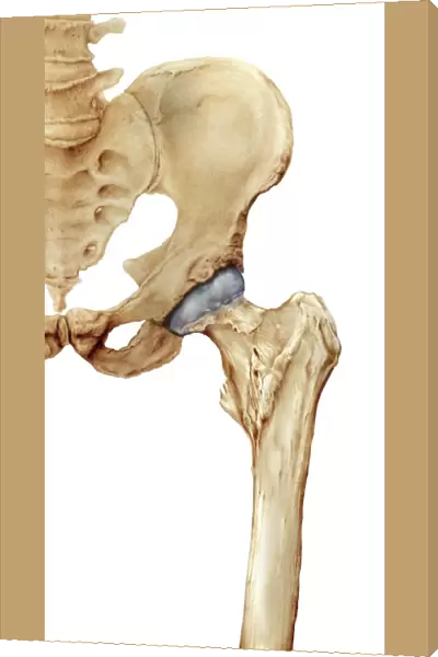 Hip bones, artwork C016  /  7015