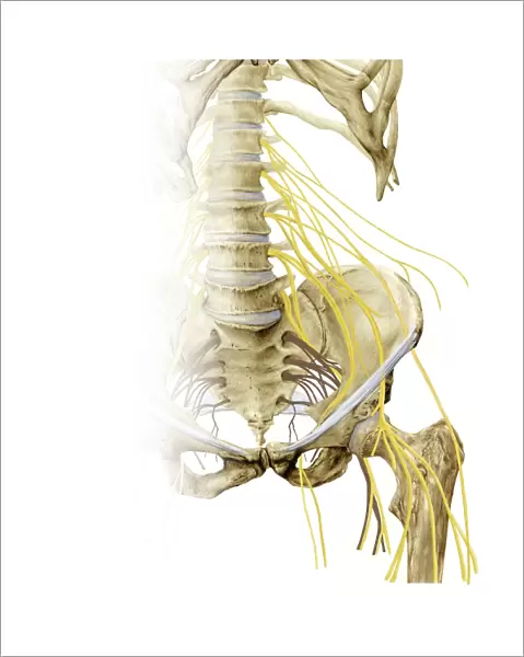 Left hip and nerve plexus, artwork C016  /  6808