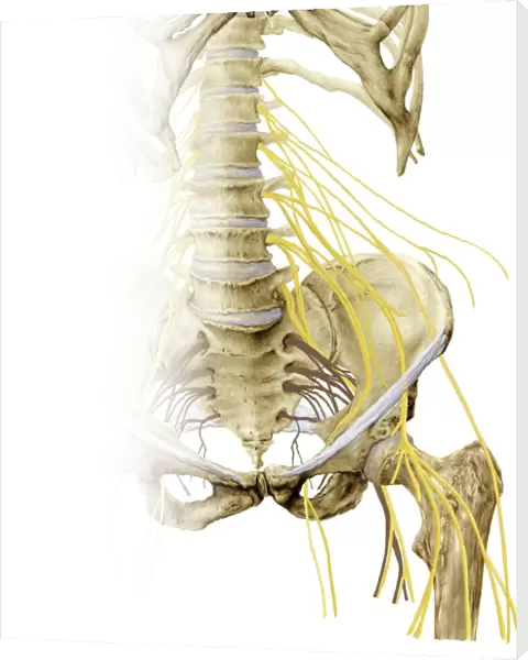 Left hip and nerve plexus, artwork C016  /  6808