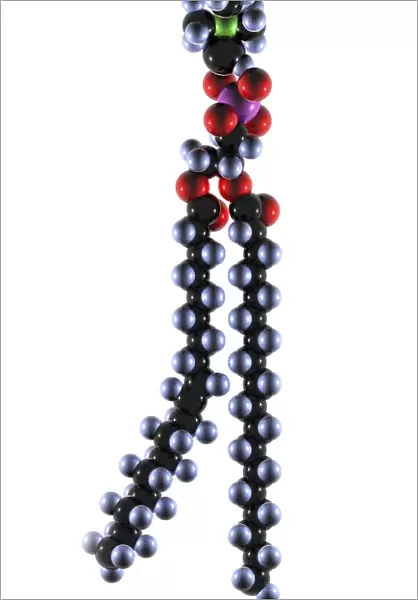 Phospholipid molecule, artwork