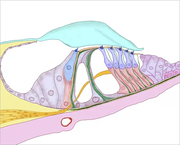 Structure of the cochlea, artwork