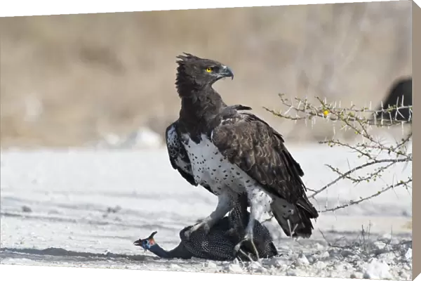 Martial Eagle with live Guinea Fowl prey