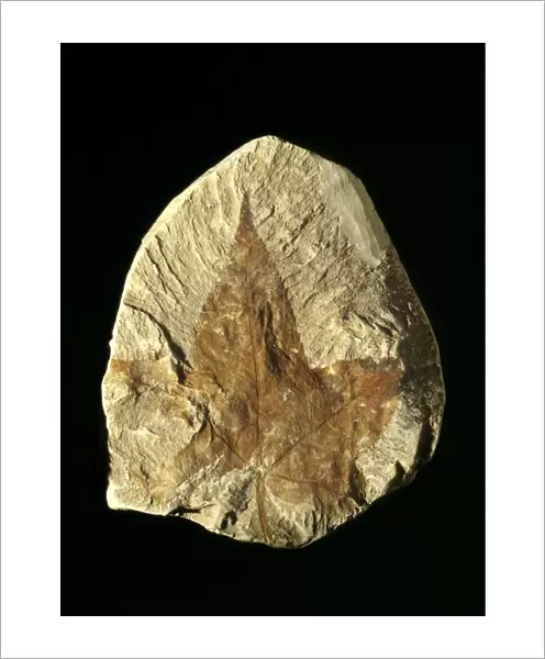 Liquidambar fossil leaf C018  /  9390