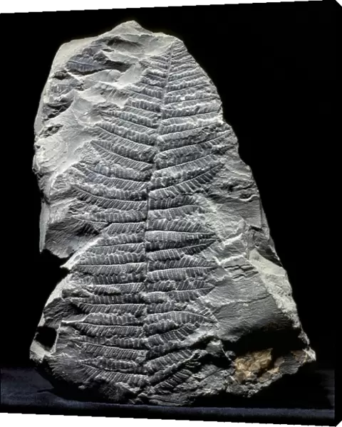 Pecopteris fern fossil C018  /  9393