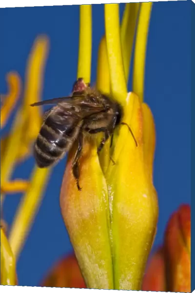 Honeybee feeding C014  /  2571