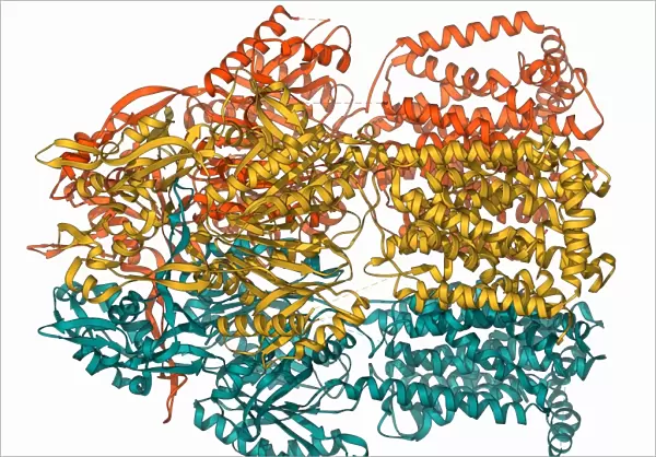 Multidrug efflux pump molecule F006  /  9376