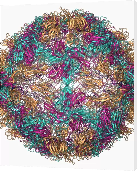 Rhinovirus 14 capsid, molecular model F006  /  9430