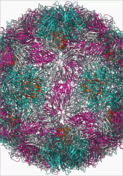 Rhinovirus 16 capsid, molecular model F006  /  9431