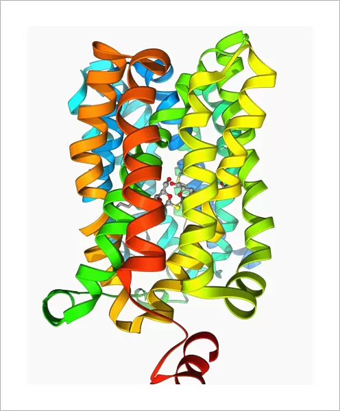 Lactose transporter protein molecule F006  /  9466