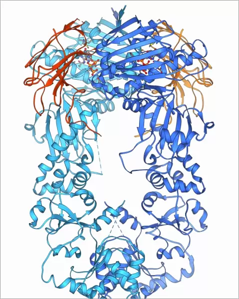 Heat shock protein 90 chaperone complex F006  /  9576
