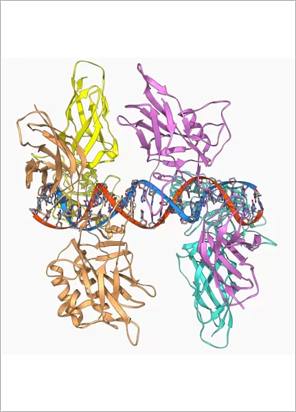 HIV DNA and transcription factor F006  /  9680