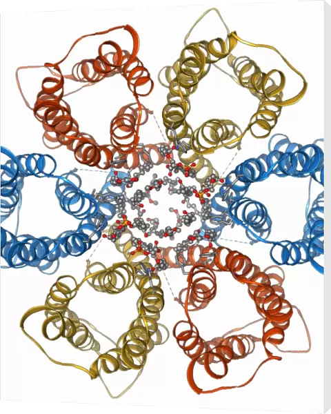Urea channel molecule F006  /  9735