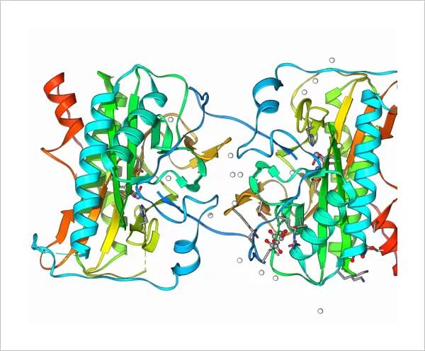 Methionine aminopeptidase molecule F006  /  9756