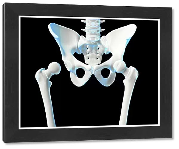 Hip joint bones and anatomy, artwork C014  /  2032