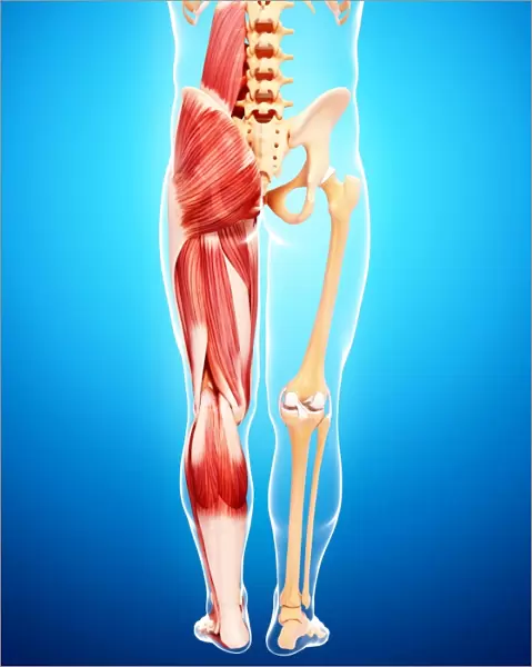 Human leg musculature, artwork F007  /  1506