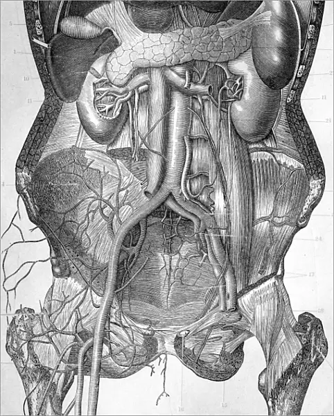 Deep abdominal organs, 1880 artwork C017  /  6913