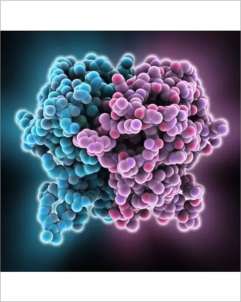 HIV enzyme protein, molecular model