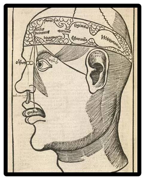 Senses within the brain, 16th century C017  /  6996