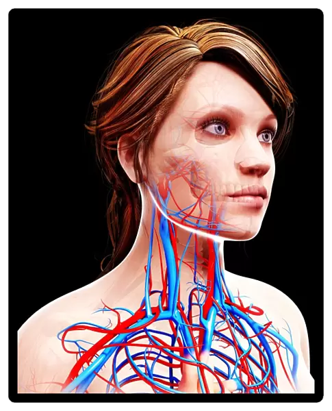 Female cardiovascular system, artwork F007  /  2369