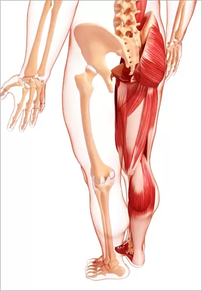 Human leg musculature, artwork F007  /  2641