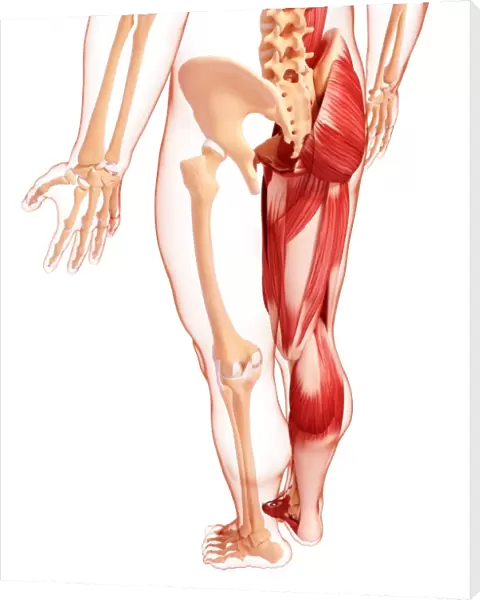 Human leg musculature, artwork F007  /  2641