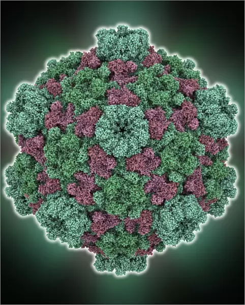 Cytoplasmic polyhedrosis virus capsid