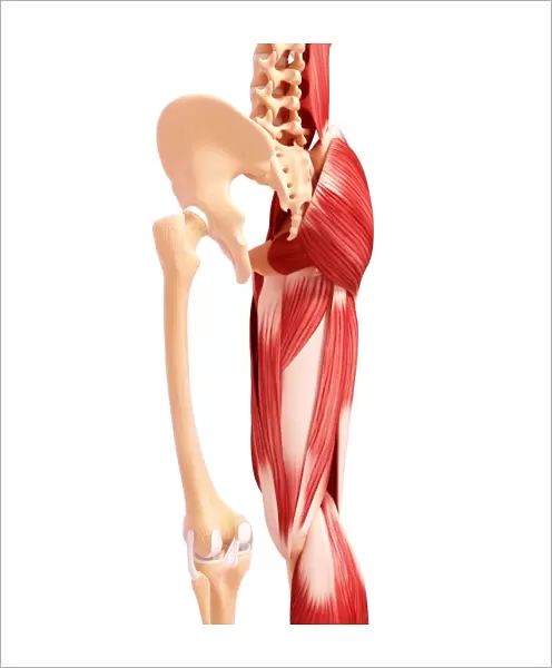 Human leg musculature, artwork F007  /  2945