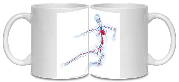 Male cardiovascular system, artwork F006  /  2903