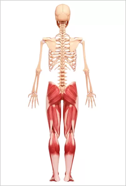 Human leg musculature, artwork F007  /  3223