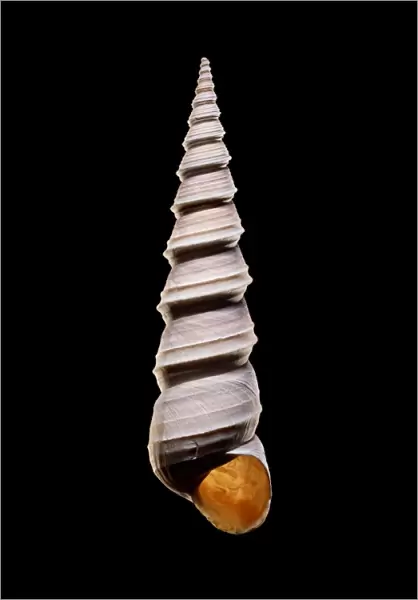 Tower snail shell C019  /  1369