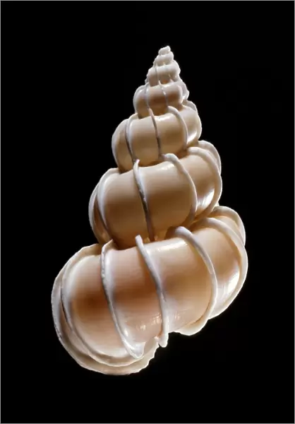Precious wentletrap sea snail shell C019  /  1323