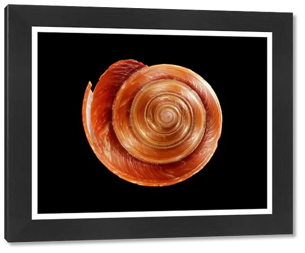 Slit snail shell C019  /  1295