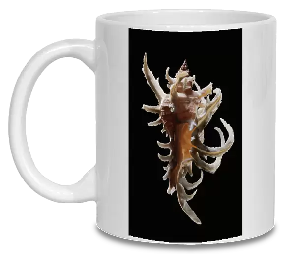 Staghorn murex sea snail shell C019  /  1302