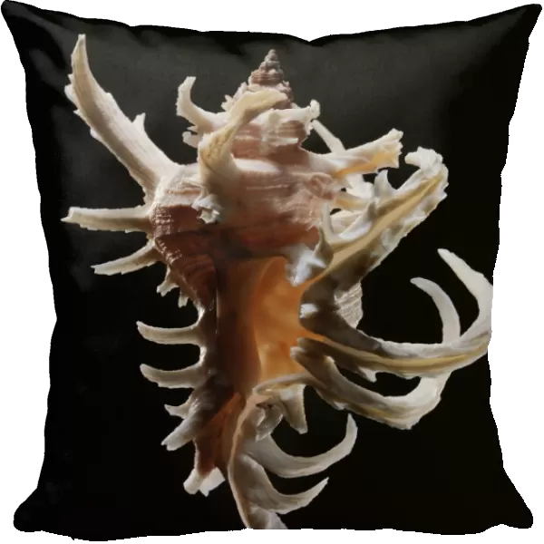 Staghorn murex sea snail shell C019  /  1302