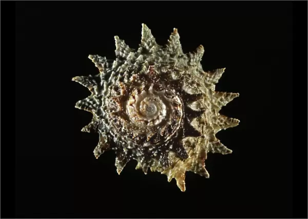 Longspine starsnail shell C019  /  1293