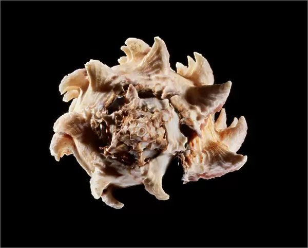 Regal murex sea snail shell C019  /  1332