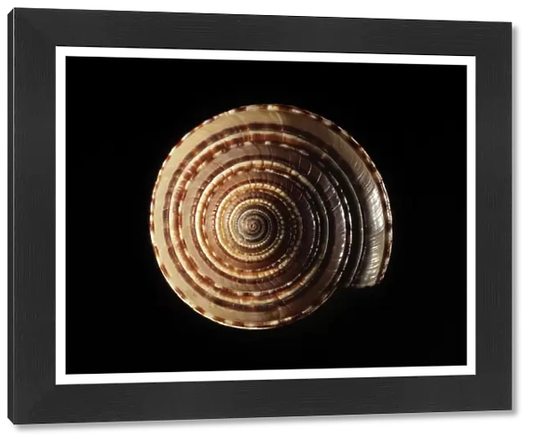 Sundial sea snail shell C019  /  1288