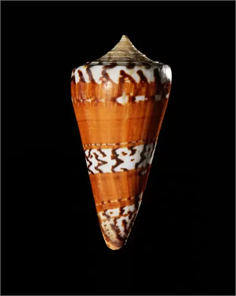 General cone shell C019  /  1312