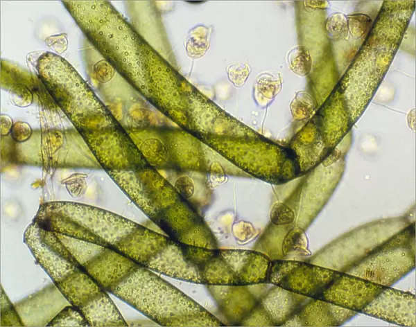 LM of Vorticella ciliates on a green alga