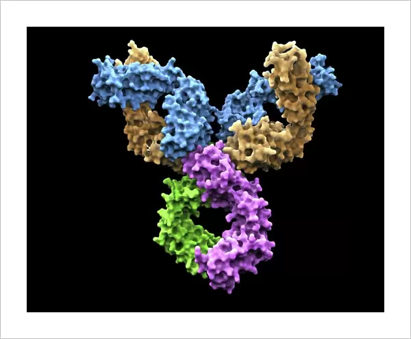 Immunoglobulin G antibody molecule F007  /  9894