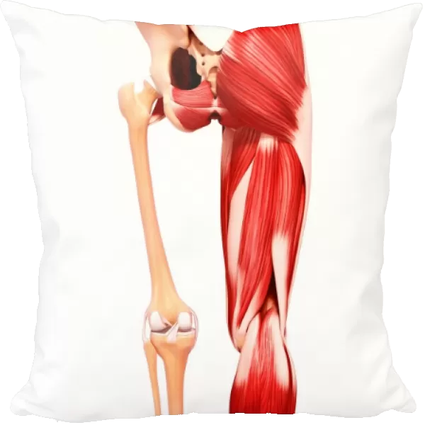 Human leg musculature, artwork F007  /  4954