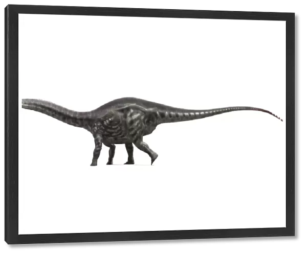 Apatosaurus dinosaur, artwork F007  /  6631