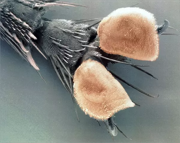 Ventral foot pads and claws of a grey flesh fly