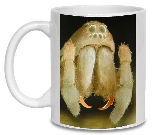 Coloured SEM of head of the Zora spinimana spider