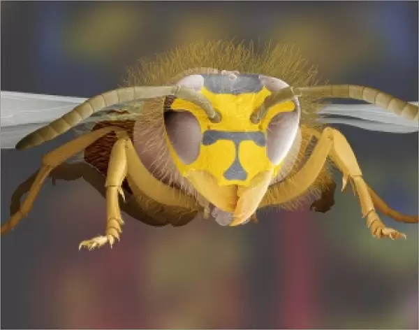 Common wasp, SEM