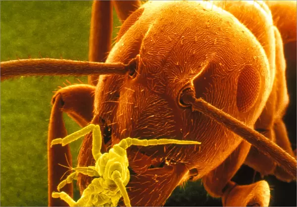 Coloured SEM of a Garden ant carrying a Rose aphid