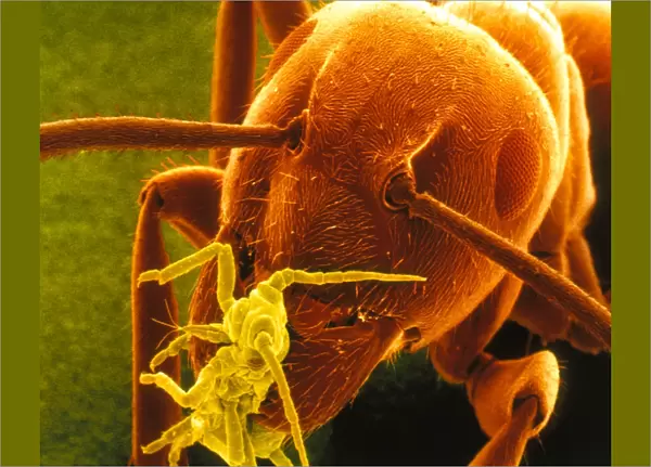 Coloured SEM of a Garden ant carrying a Rose aphid