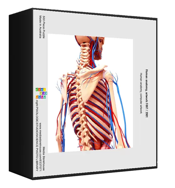 Human anatomy, artwork F007  /  3981