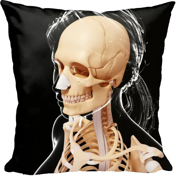 Female skeleton, artwork F007  /  3559