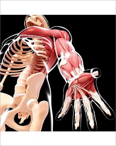Human arm musculature, artwork F007  /  3410